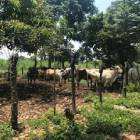 Finca en venta en Santa Elena Rio Bravo Suchitep&eacute;quez