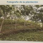 Finca de Hule en Venta en Izabal Guatemala