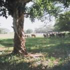 Terreno en Venta Taxisco, Santa Rosa, Guatemala