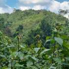 PARCELA EN VENTA EN CHISEC, ALTA VERAPAZ