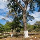 Terreno Residencial en Venta Cuilapa Santa Rosa
