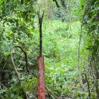 Terreno en venta en Puerto Barrios, Izabal | Residencial