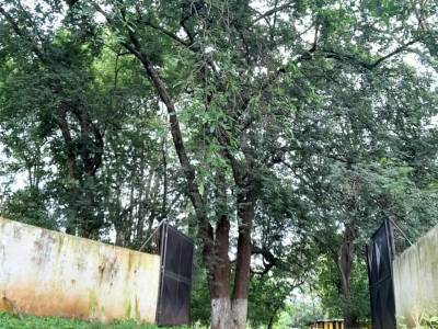 Terreno en renta en Masagua Escuintla