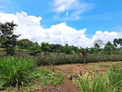 TERRENO EN ALQUILER EN MAZATENANGO